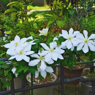 Guide: Sådan planter du slyngplanter i krukker